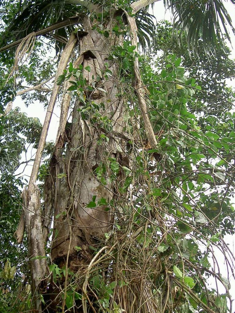 Banisteriopsis Caapi Ayahuasca