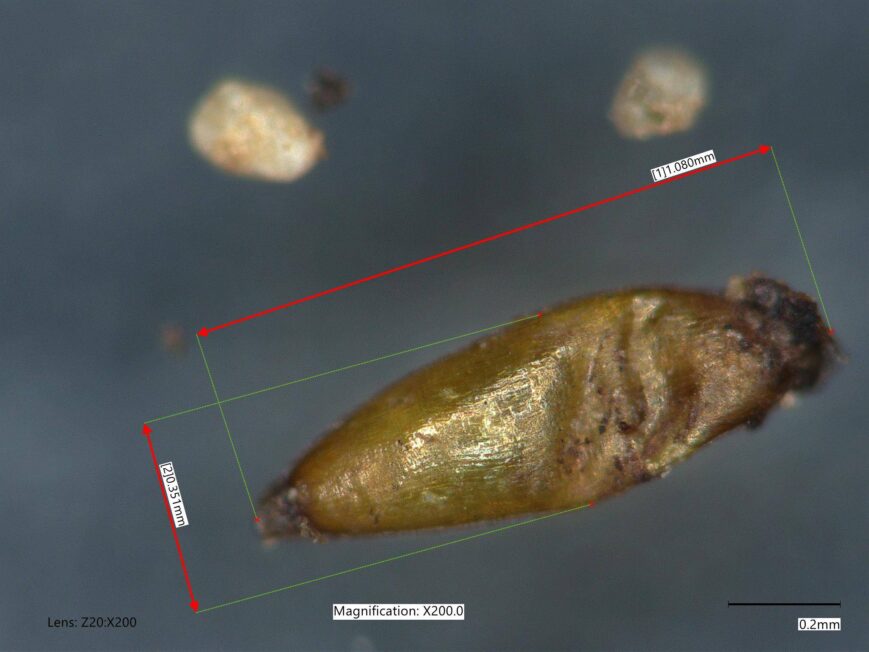 Nasiono pałki wodnej (Typha sp.) z materiału badanego z cmentarzyska w Czarnówku. Widoczny okaz ma około 1 mm długości (fot. Aldona Mueller-Bieniek)