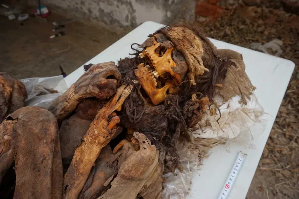 Mumia odkryta w jednym z grobów na Cerro Colorado. Fot. L. Majchrzak