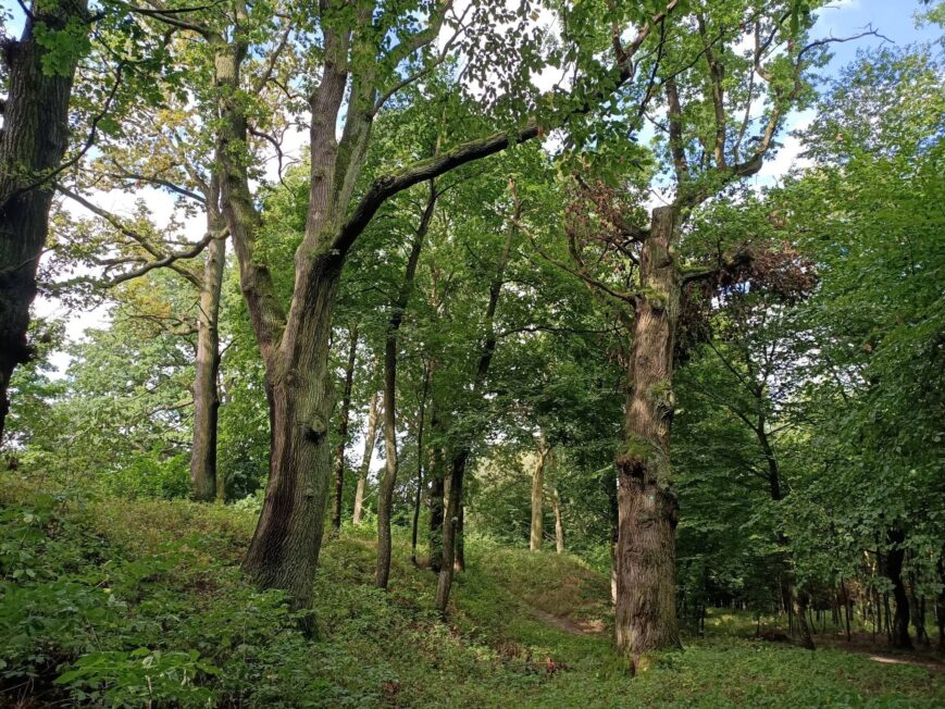 Zalesiony teren z widocznym wyniesieniem wału i zagłębieniem fosy – pozostałości nowożytnej fortyfikacji w Świerżach.