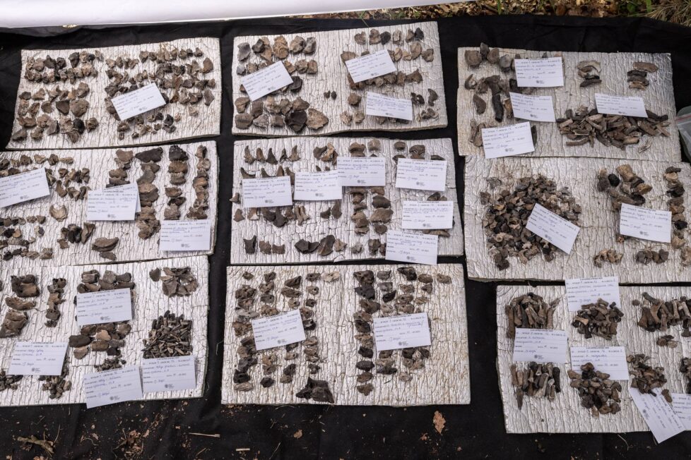 Spalone szczątki ludzkie zniszczone w ramach Aktion 1005 – wstępna ich kwalifikacja antropologiczna (fot. D. Frymark, zbiory IPN).