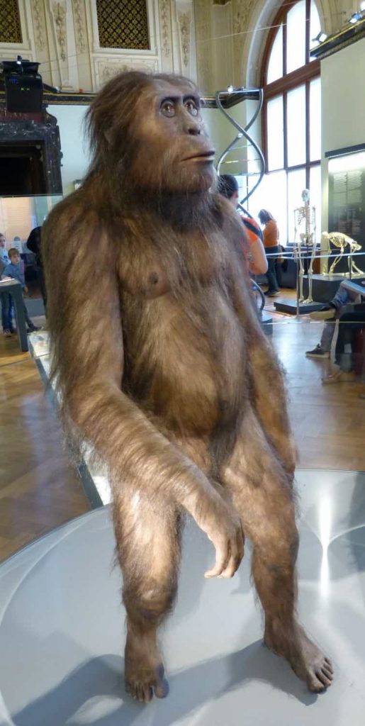 Model samca Australopithecus afarensis