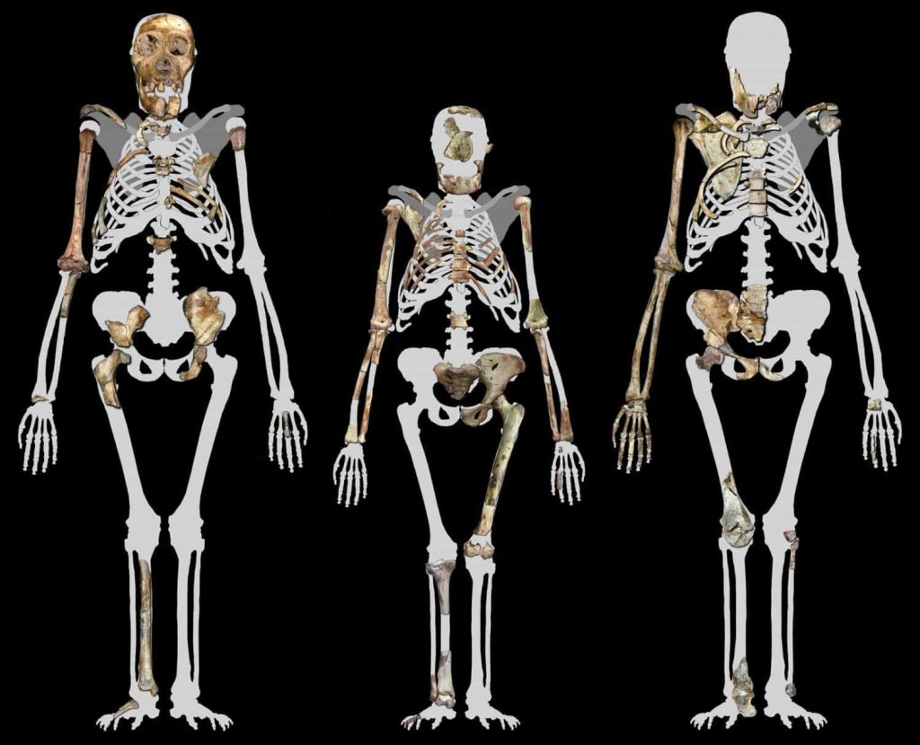 Porównanie szkieletów różnych australopiteków