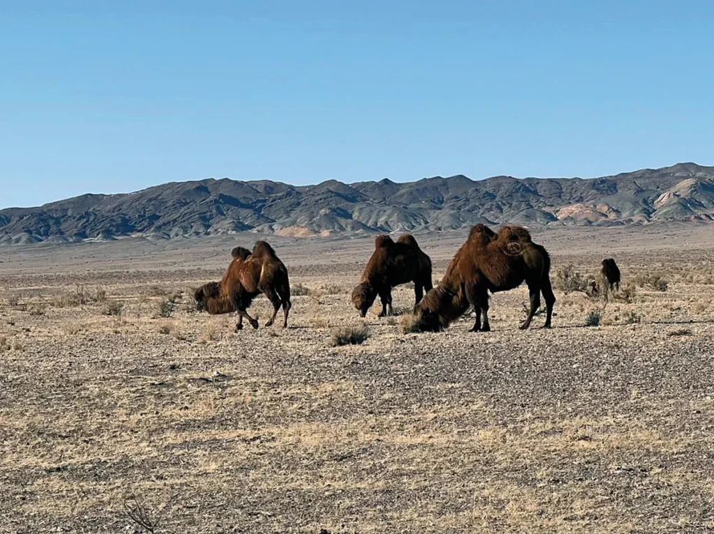Wielki Step w Centralnej Mongolii z pasącymi się baktrianami Camelus bactrianus. W głębi widoczny masyw Ałtaju Gobijskiego
