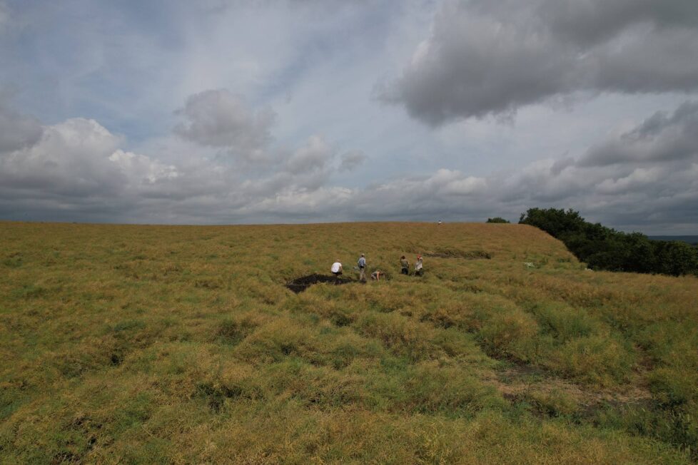 Badania w Ciepłem. W polu rzepaku widoczne są prace archeologiczne przy reliktach osady. Fot. Sławomir Wadyl