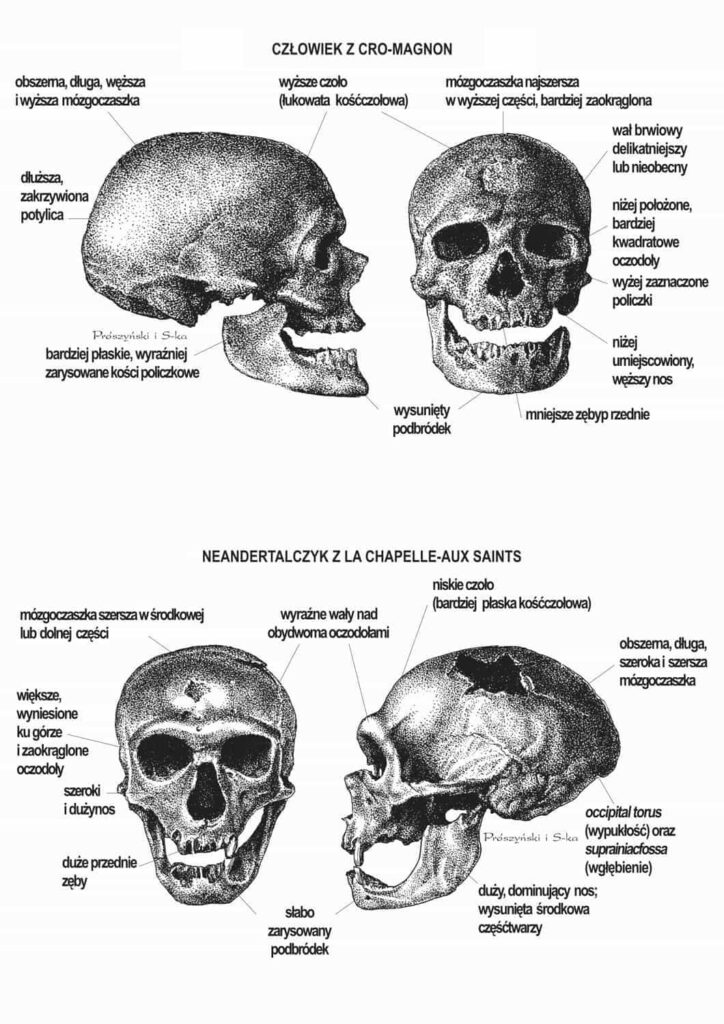 Porównanie czaszki neandertalskiej znalezionej w La Chapelle-aux-Saints (na górze) z anatomicznie współczesną czaszką człowieka z Cro-Magnon (na dole). Oba stanowiska znajdują się we Francji. Na rysunku opisano najważniejsze cechy charakterystyczne obu czaszek (fot. z książki „Neandertalczyk. Odkryty na nowo. Współczesna nauka pisze nową historię neandertalczyków", Dimitra Papagianni i Michael A. Morse. - Prószyński i S-ka)