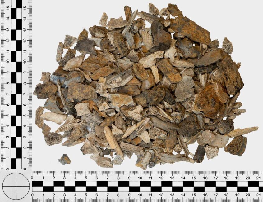 Spalone szczątki ludzkie – materialne dowody zbrodni z drugiej połowy stycznia 1945 roku w Dolinie Śmierci (fot. D. Kobiałka).