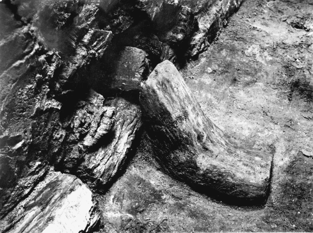 Fragment konstrukcji hakowej konstrukcji drewniano-ziemnej gnieźnieńskiego wału obronnego odkryty w trakcie badań na stanowisku Gniezno,