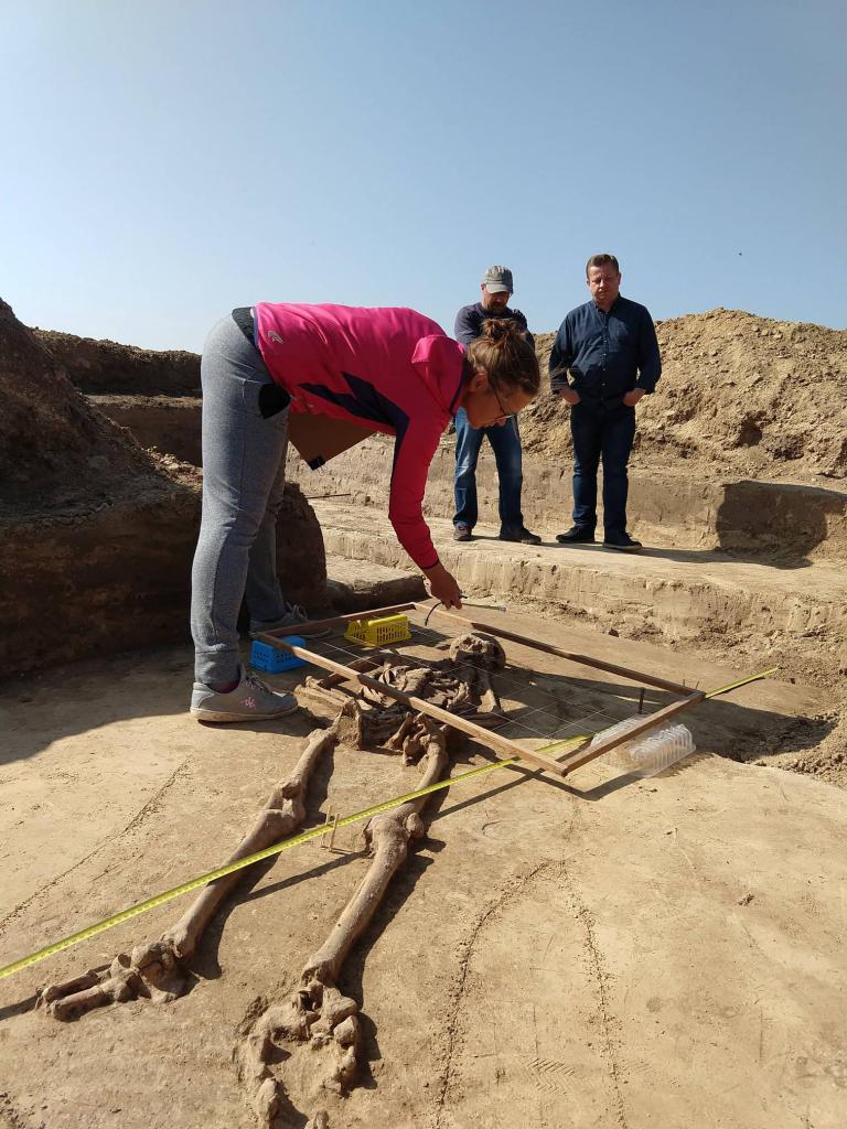 Zarówno w tym i w poprzednich latach archeolodzy odkrywali liczne pochówki szkieletowe wokół "domu zmarłych" (fot. Muzeum im. ks. Stanisława Staszica w Hrubieszowie)