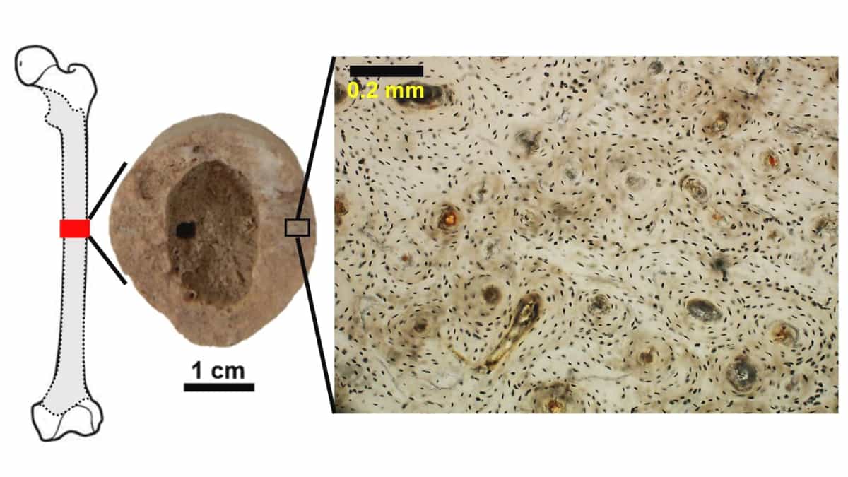 Histologia Schemat