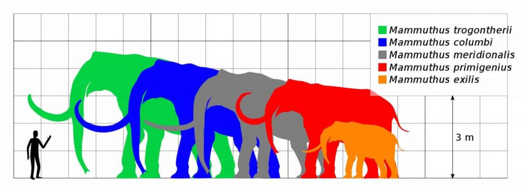 Jak duże były mamuty?
