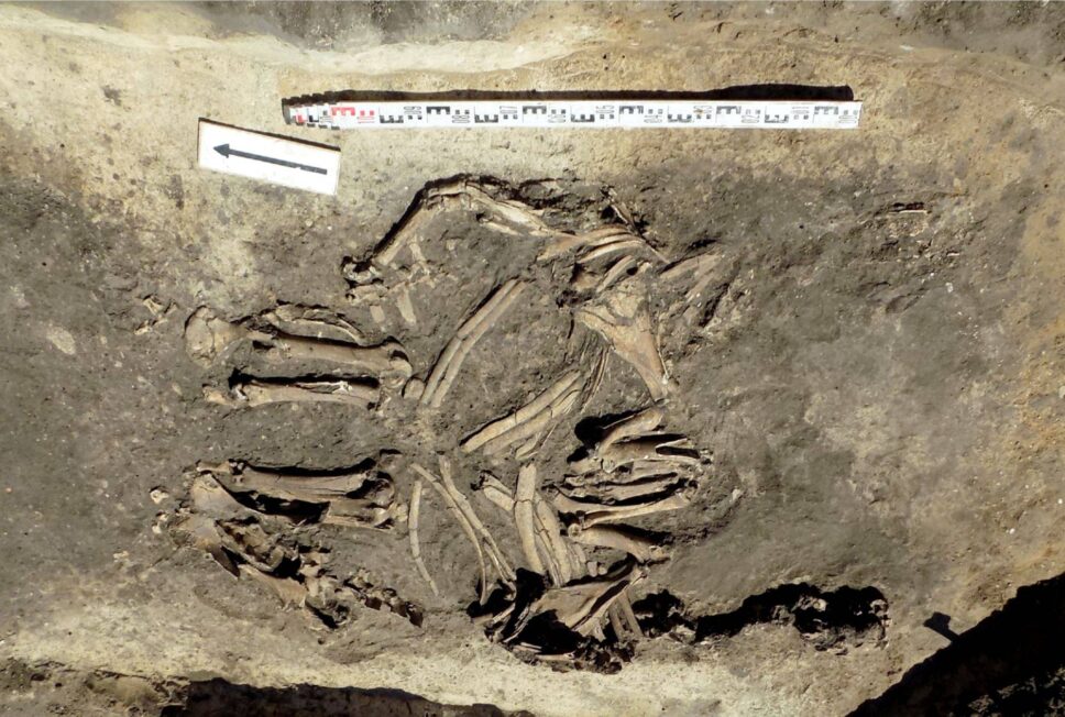 Widok in situ jamy 643 w Markowicach na poziomie złożenia zwierząt zaprzęgowych