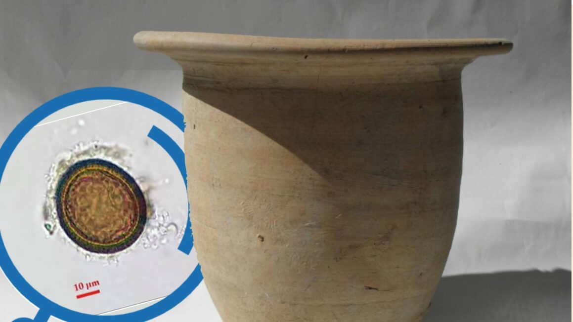 W zmineralizowanych osadach na ściankach znaleziono: jaja tasiemca, ślady Entamoeba histolytica - pasożyta wywołującego czerwonkę oraz pierwotniaka Cryptosporidium parvum (za: