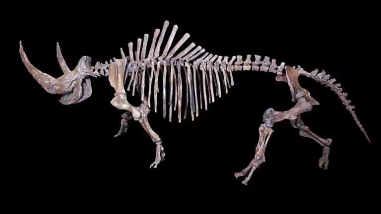 Szkielet nosorożca włochatego