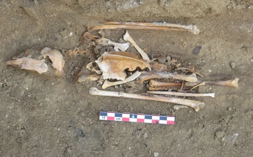 Odkryto jedynie jeden kompletny szkielet dorosłego sokoła. Miał czaszkę i potężny dziób