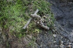 Zapinka kuszowata odkryta podczas badań jednej z osad