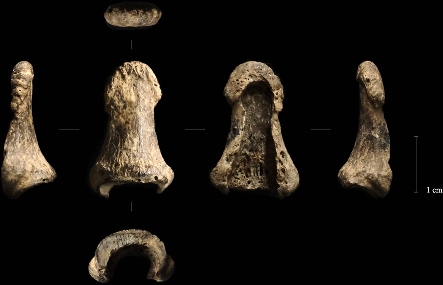 Paliczek Homo sapiens Jaskinia Obłazowa