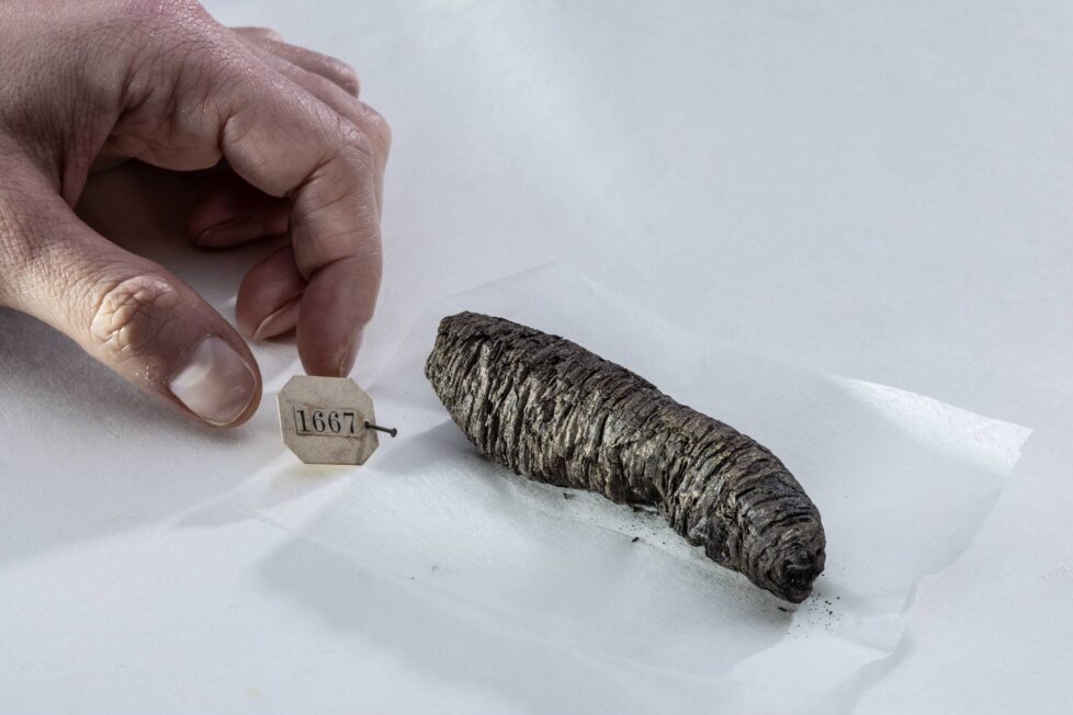Niewielki, silnie zwęglony zwój papirusu PHerc. 1667 leżący obok etykiety z numerem zabytku; obok widoczna jest dłoń.
