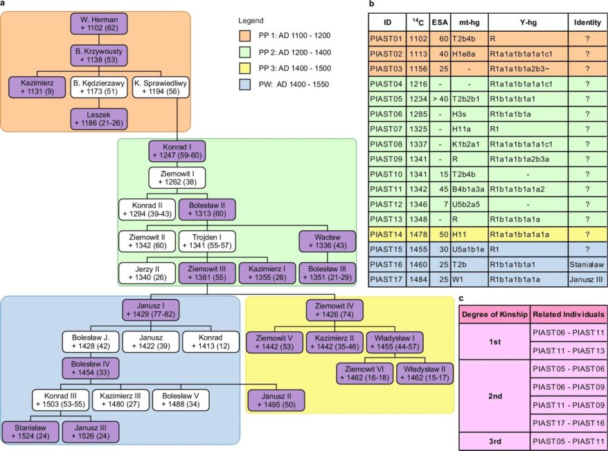 Schemat przedstawiający fragment drzewa genealogicznego Piastów z pochówkami w Płocku i Warszawie