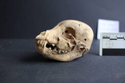 W pierwszej kolejności zespół przeprowadził klasyczną analizę zooarcheologiczną