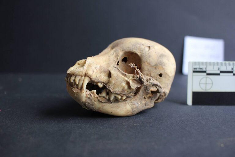 W pierwszej kolejności zespół przeprowadził klasyczną analizę zooarcheologiczną