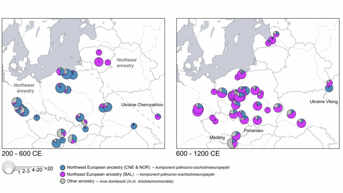 Mapka i wykresy pokazują zmiany w DNA dawnych populacji z Bałkanów, wschodnich Niemiec oraz Polski i północno-zachodniej Ukrainy. Kolory oznaczają główne składniki genetyczne: niebieski – północno-zachodnioeuropejski, fioletowy – północno-wschodnioeuropejski (bałtyjski), szary – inne domieszki. Wielkość kół odpowiada liczbie zbadanych osób. Porównanie próbek sprzed i po roku 600 n.e. wyraźnie pokazuje wzrost udziału komponentu fioletowego, czyli napływu ludności ze wschodu