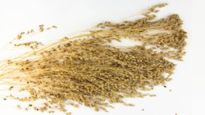 Pęk wysuszonych, złocistych wiech prosa zwyczajnego (Panicum miliaceum) z drobnymi ziarnami, rozłożony na białym tle.