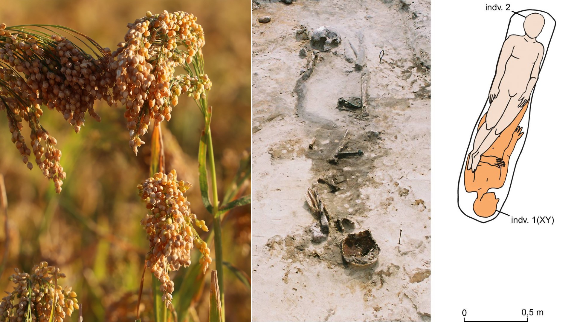 Na Kujawach wyraźny ślad obecności prosa w diecie pojawia się dopiero w środkowej epoce brązu, około 1300–1200 lat p.n.e.