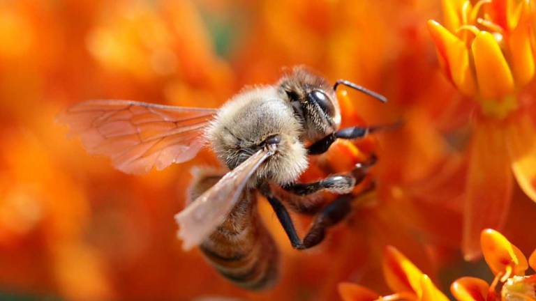 Pszczoły należą do zwierząt, które zwykliśmy określać żywymi skamielinami