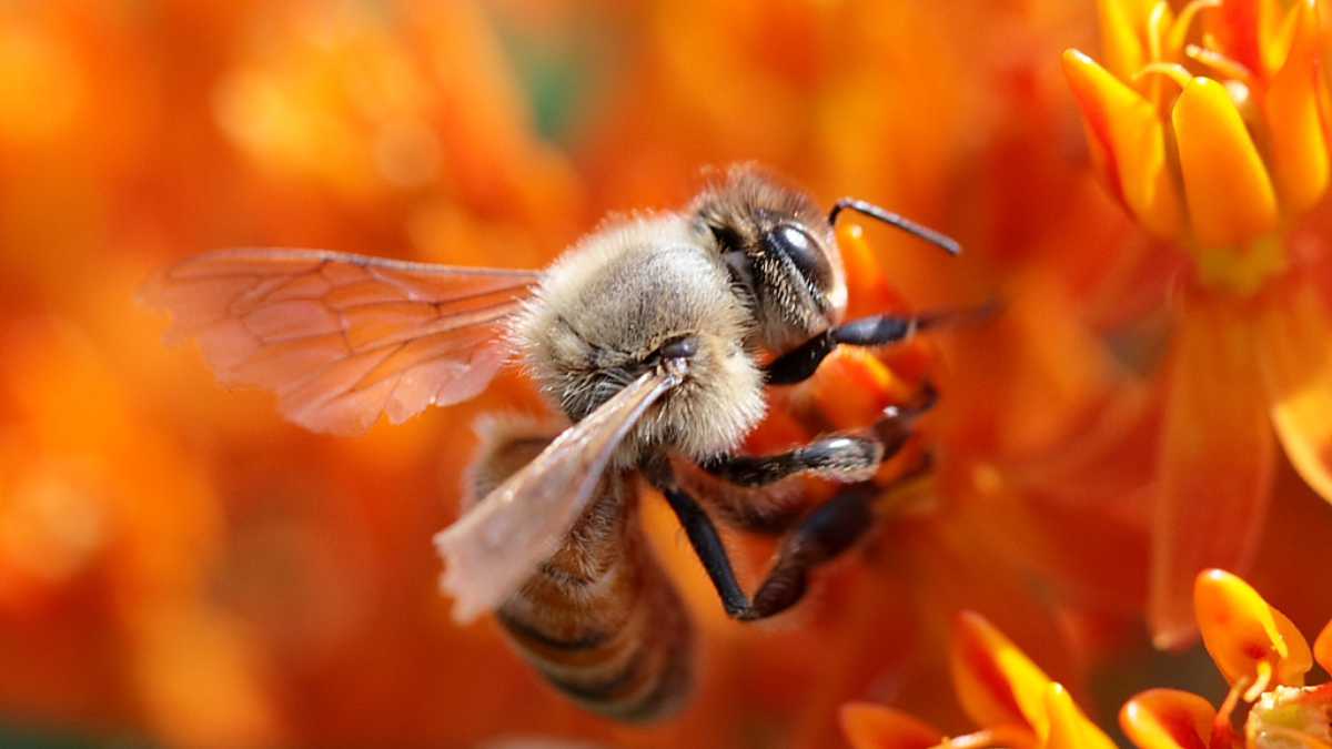 Pszczoły i ich znaczenie dla ludzi w historii