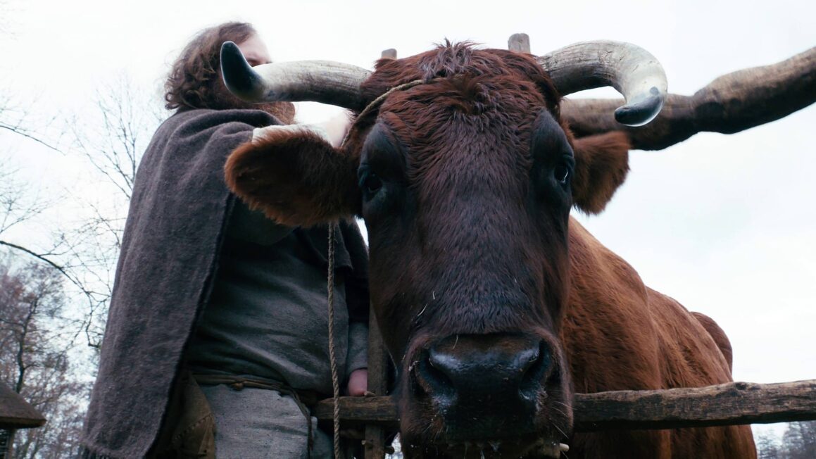 Kadr z filmowej inscenizacji użytkowania sań z Markowic. Podczas kręcenie materiału nie ucierpiały żadne zwierzęta