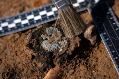 Orzełek z czapki urzędniczej odnaleziony w grobie masowym w Dolinie Śmierci (fot. D. Frymark)