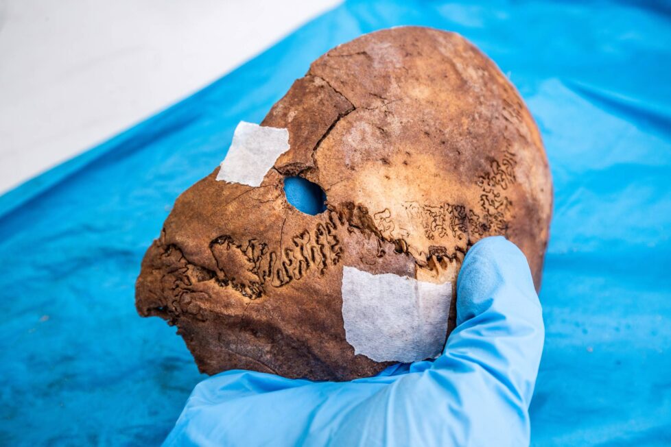 Fragmenty czaszki ludzkiej z widocznym otworem wlotowym, które odnaleziono w trakcie badań terenowych w Lesie Szpęgawskim (fot. D. Frymark)