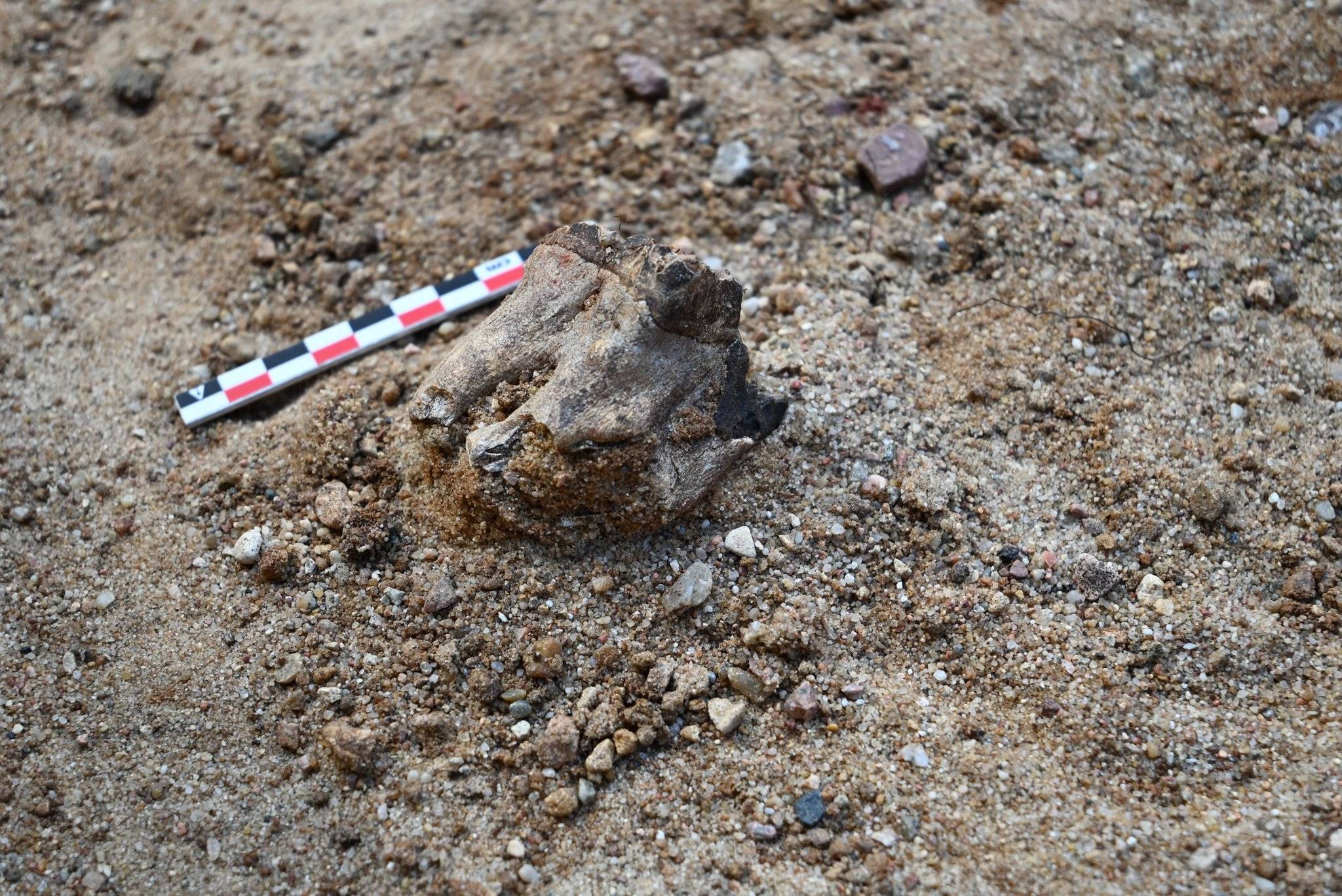 W trakcie trzech kolejnych sezonów archeolodzy odnaleźli kości mamuta, zęby nosorożca i końskie